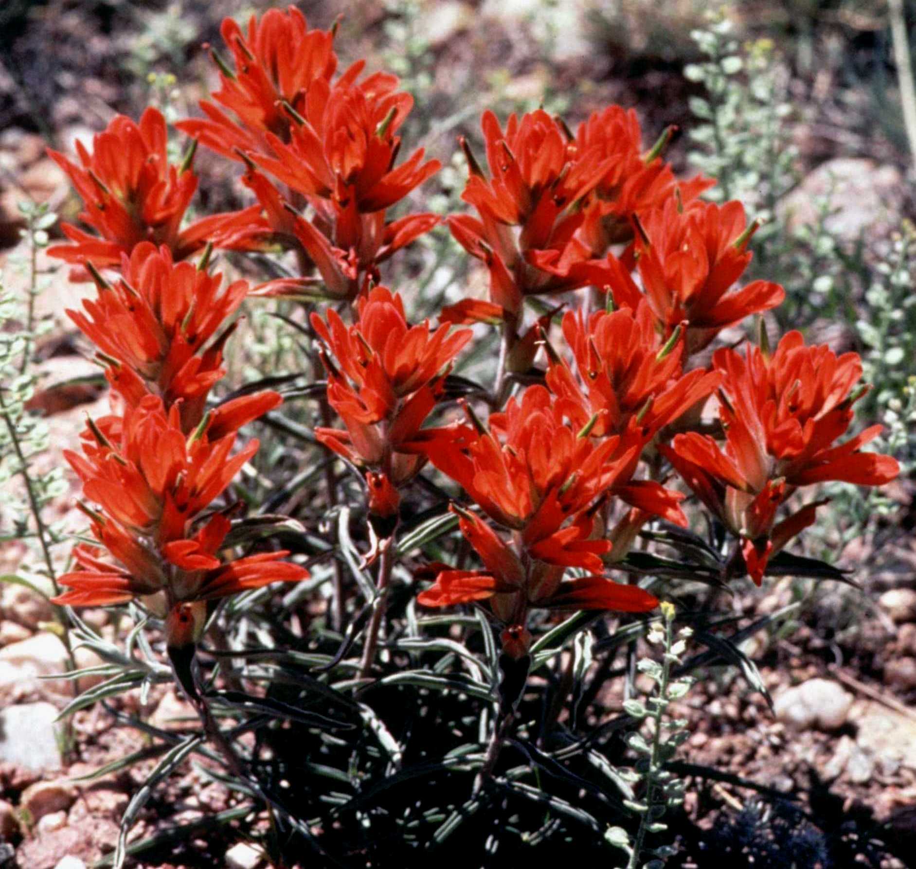 A red native plant