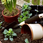 Plants, pots, and soil for gardening