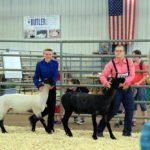 Two 4-H members with their sheep at fair