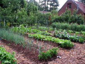 A picture of a garden